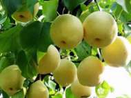 北京 門頭溝京白梨