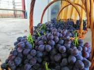 天津  茶淀葡萄